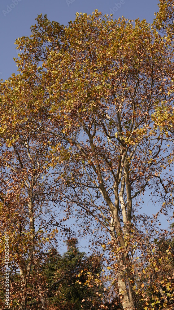 The beautiful autumn view with the colorful autumn leaves on the trees in the forest The beautiful autumn view with the colorful autumn leaves on the trees in the forest