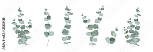 Set of differents eucalyptus leaves on white background.