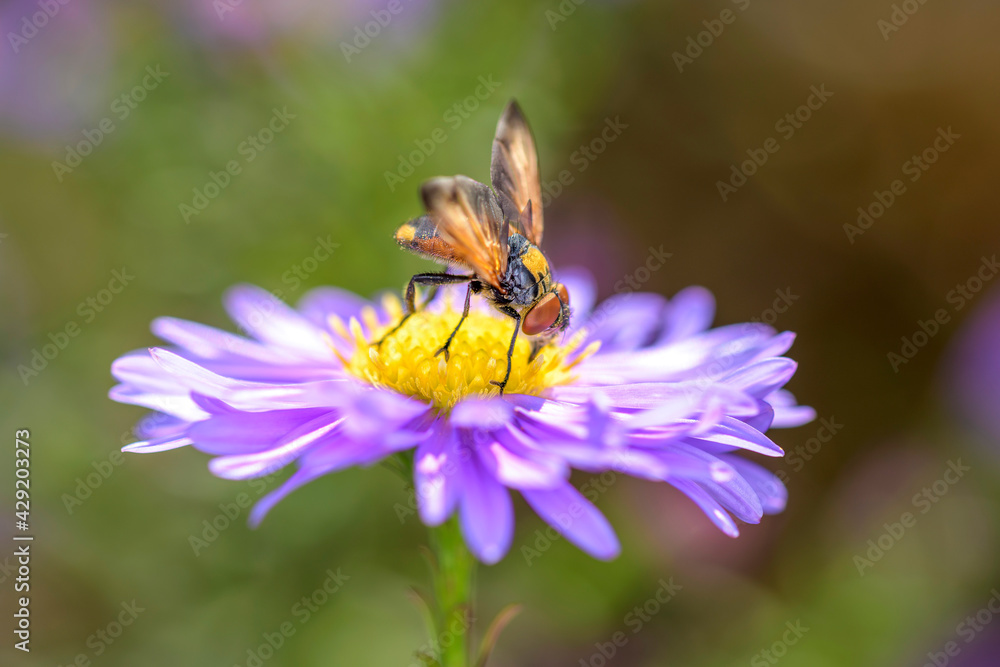 Phasia aurigera with Michaelmas daisy - Aster novi-belgii Phasia aurigera with Michaelmas daisy - Aster novi-belgii