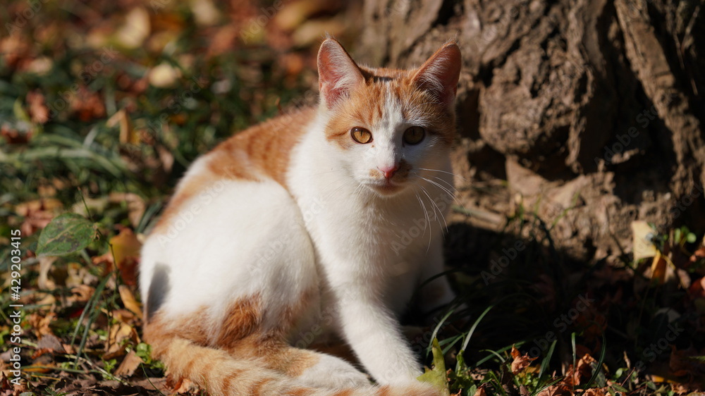 The wild cats playing in the park with the warm sunlight on them The wild cats playing in the park with the warm sunlight on them