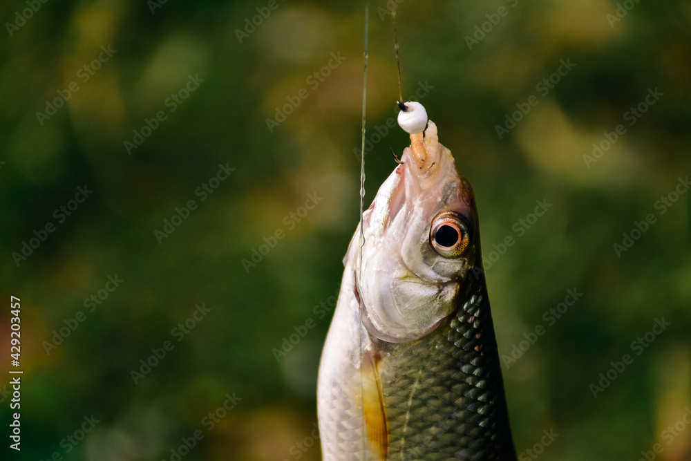 fish on a hook