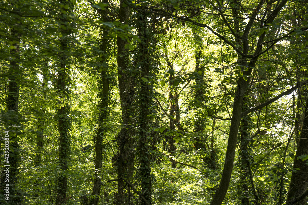 foresta foresta