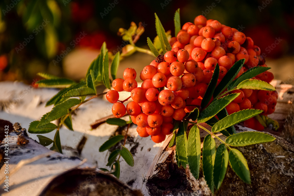 red berries on a branch