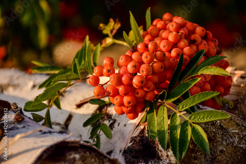 Obraz na płótnie red berries on a branch w salonie