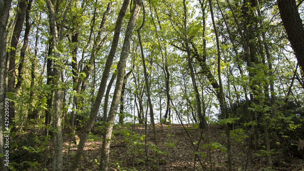 alberi alberi