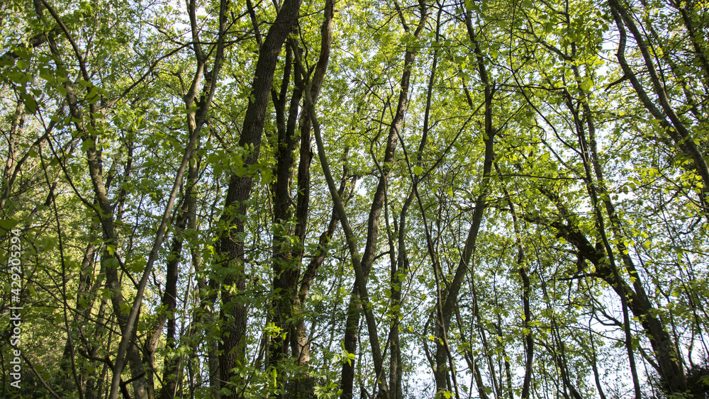 Fototapeta premium bosco