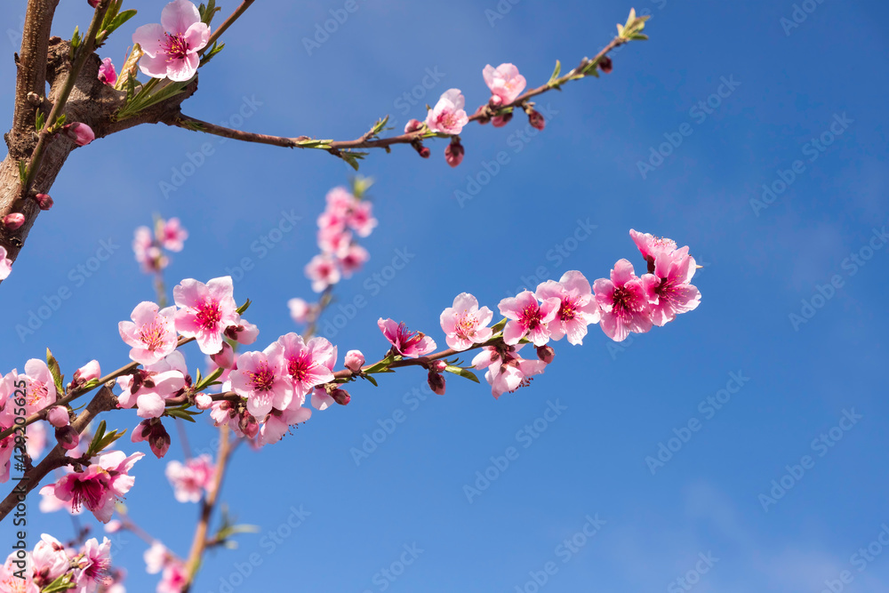 Pink flowers on branches of nectarine tree close-up against blue sky Pink flowers on branches of nectarine tree close-up against blue sky