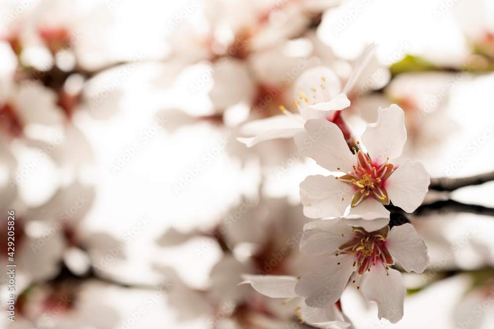 Fototapeta premium a twig with almond blossoms on a reflective surface