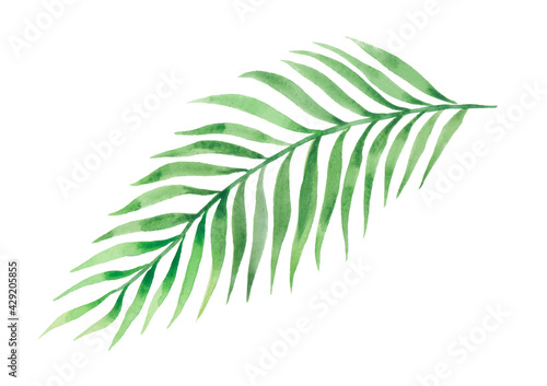   Tropical exotic palm leaf for design of wallpaper, textile, background, prints. Watercolor.
