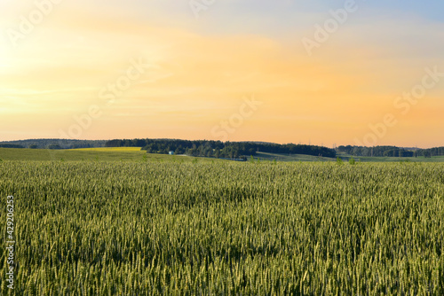 View on field with young green wheat crop on sunset background. Farm concept, production of flour, bread and bakery products. Agricultural landscape and summer harvest. Growing crops © MaxSafaniuk
