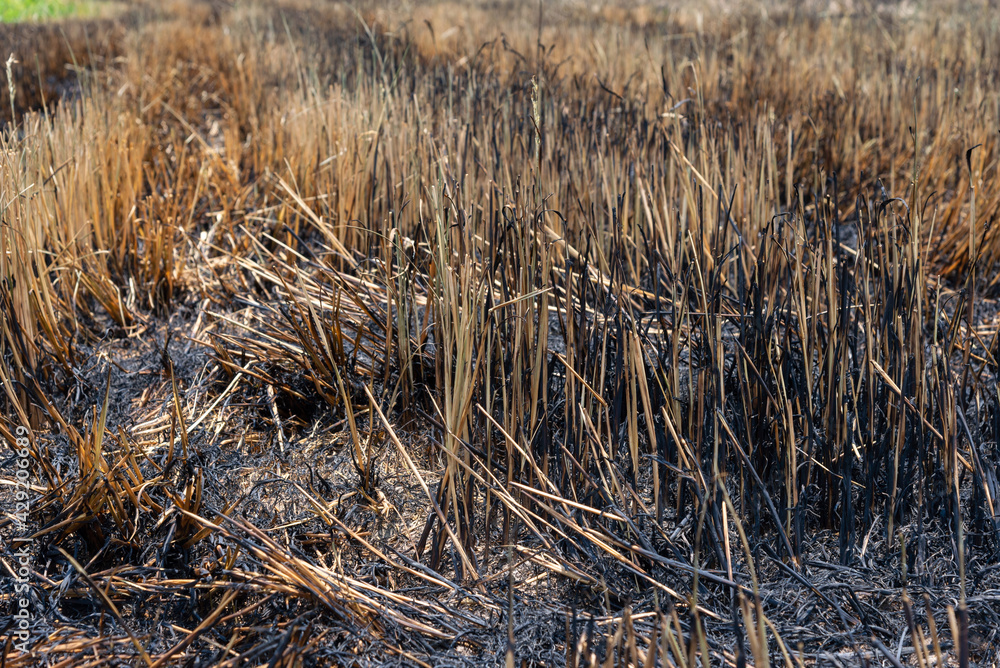 Close up burned field in the countryside and dried grass land,Burning of straw on the field. Close up burned field in the countryside and dried grass land,Burning of straw on the field.