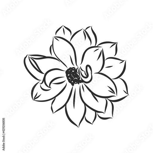 beautiful monochrome black and white dahlia flower isolated on white background. Hand-drawn contour lines and strokes.