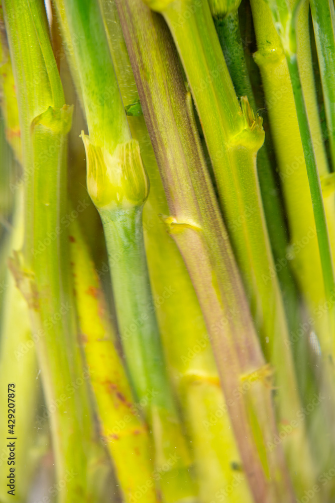 Obraz premium Green flower stems under water