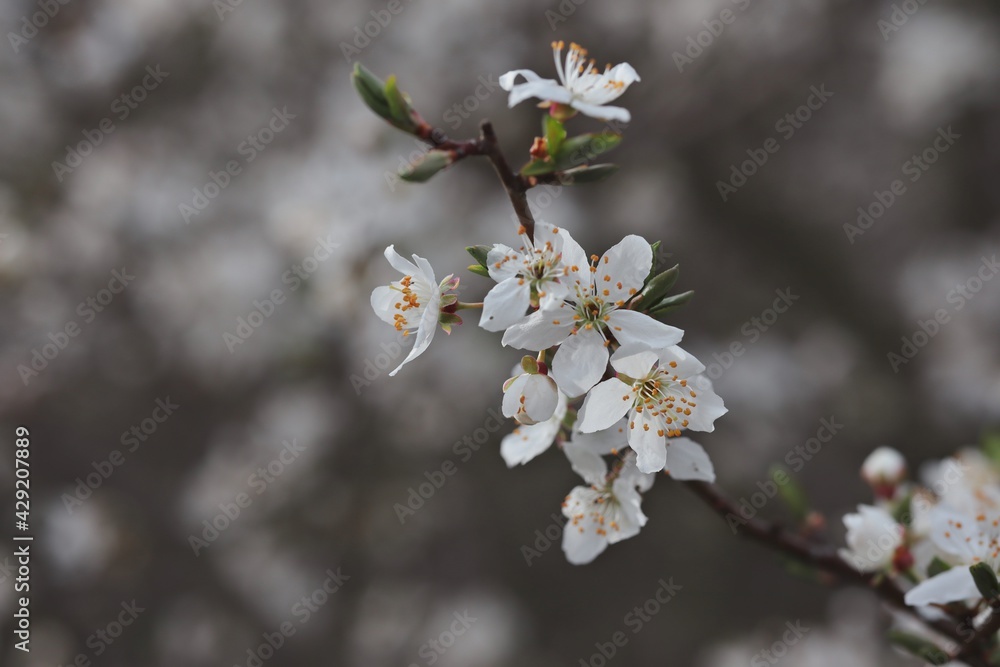 Close-up of Sloe Blossom in Spring Nature. Prunus Spinosa also called Blackthorn is a Shrub Blooming in Springtime. Close-up of Sloe Blossom in Spring Nature. Prunus Spinosa also called Blackthorn is a Shrub Blooming in Springtime.