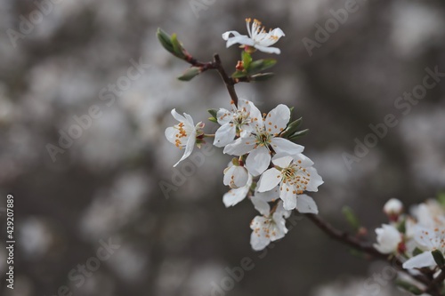 Close-up of Sloe Blossom in Spring Nature. Prunus Spinosa also called Blackthorn is a Shrub Blooming in Springtime.