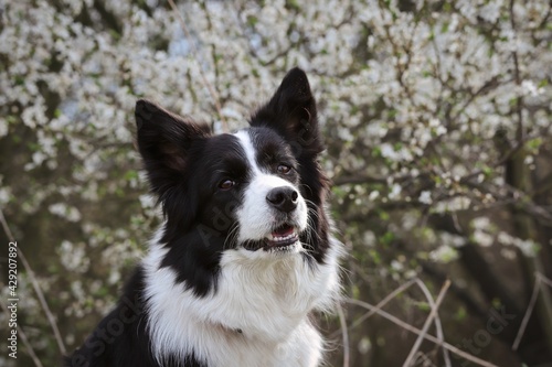 Close-up of Border Collie Head in front of White Flowered Tree during Spring. Adorable Black and White Dog during Springtime.