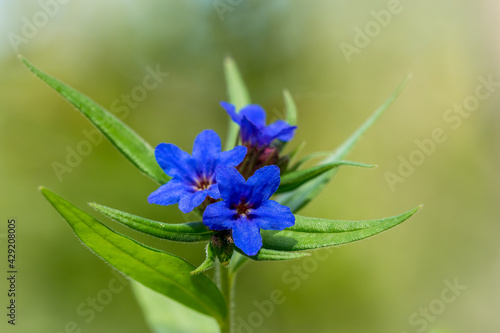viperine flower (Echium vulgare) in the nature
