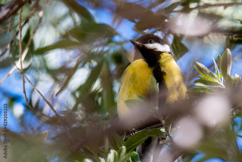 Obraz premium A Great Tit bird (Parus major) in a branch of a tree