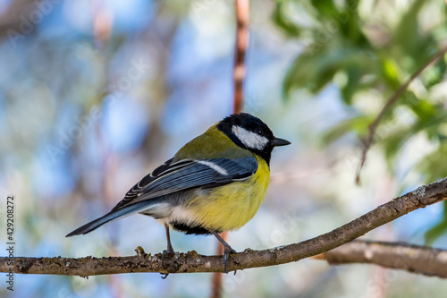 A Great Tit bird (Parus major) in a branch of a tree