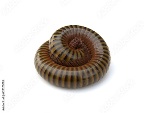 The millipede rolled into a circle isolated on white background .