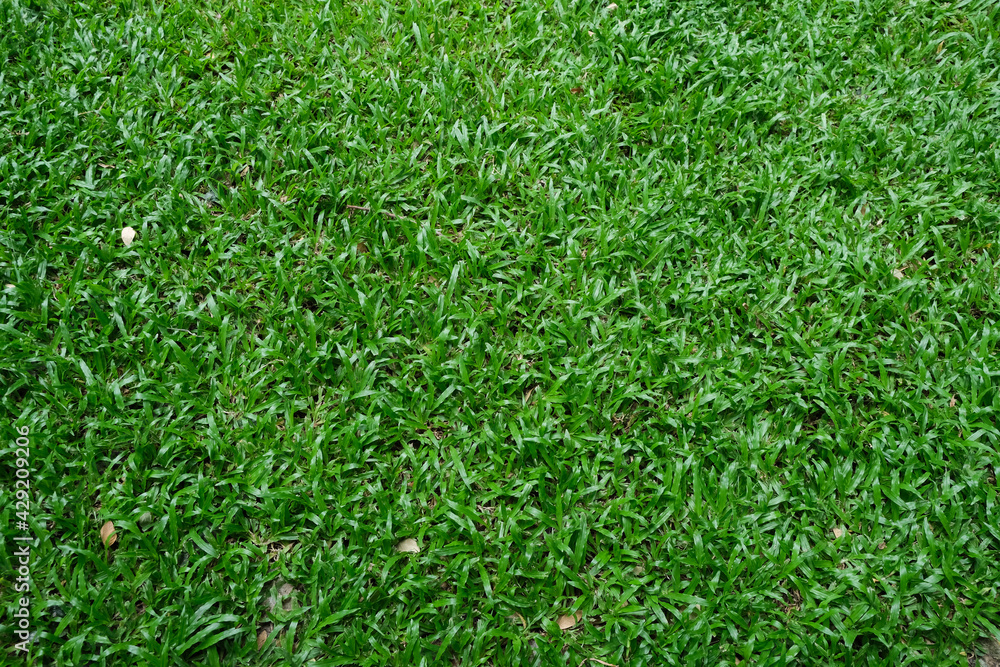 Green grass background texture Green grass background texture