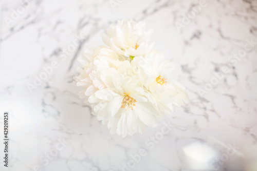 White peonies, Flower petals 