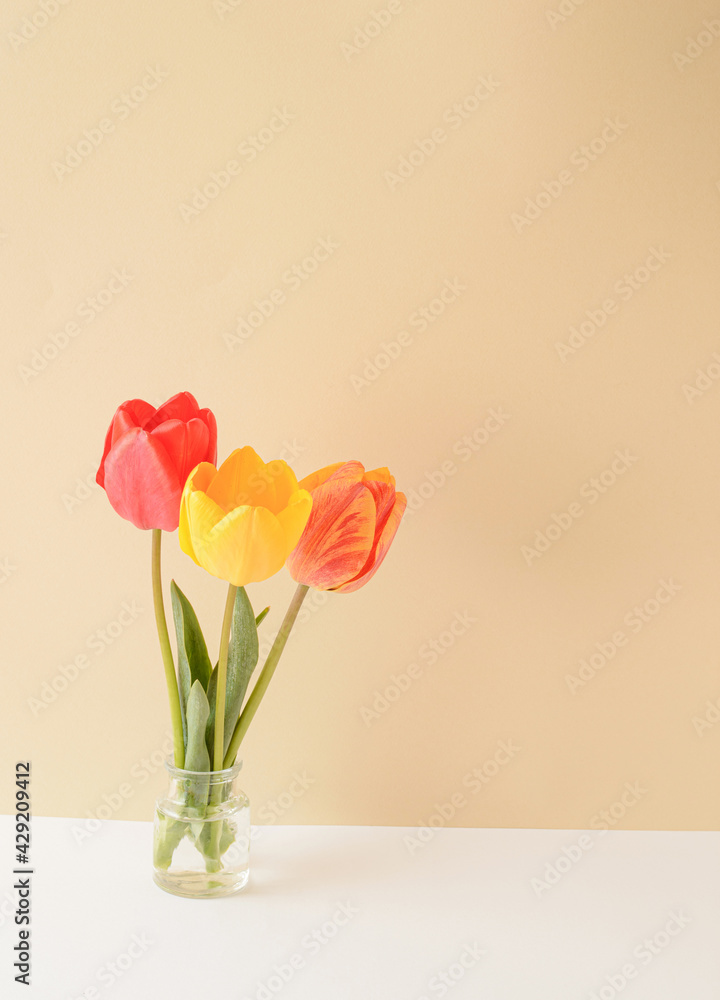 Red, yellow and colorful tulip flower in a vase on a combination of white and cream background. Spring Summer flowers concept.