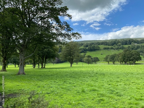 Tranquil rural landscape  with old trees and distant hills in  Bishopdale  Leyburn  UK