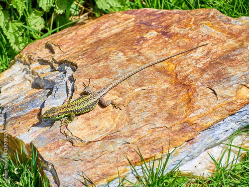 Iberolacerta galani or lizard of Leon, basking in the sun on a rock in a high mountain refuge to warm up. Focus on the eye of the animal with the background out of focus. photo