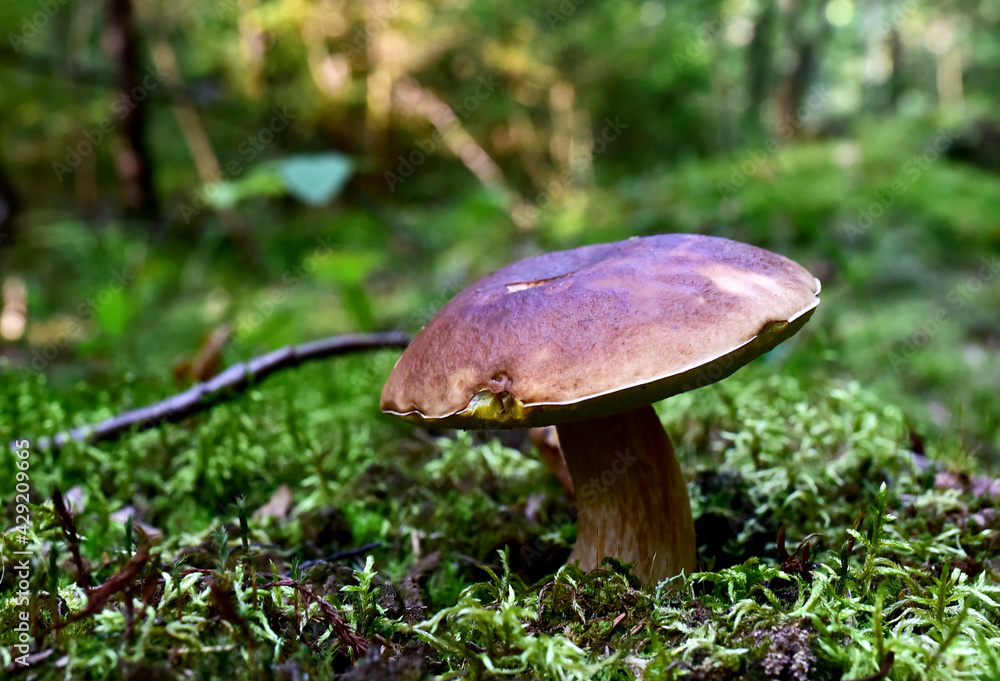 Porcini Cep White Mushroom King (Boletus Pinophilus) Mycelium grow in moss in a forest. Big bolete mushrooms in wildlife in of sunbeams.