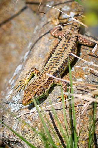 Vertical view. Iberolacerta galani or lizard of Leon, basking in the morning on a rock to warm up. Green brown and black reptile looking at the camera. Focus on the eye, head and body of the animal