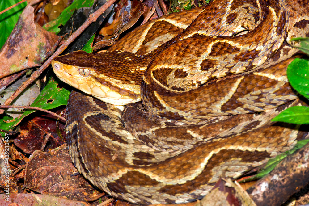 Fer-de-lance Viper, Terciopelo Viper, Bothrops asper, Tropical Rainforest, Costa Rica, Central America, America. Fer-de-lance Viper, Terciopelo Viper, Bothrops asper, Tropical Rainforest, Costa Rica, Central America, America.