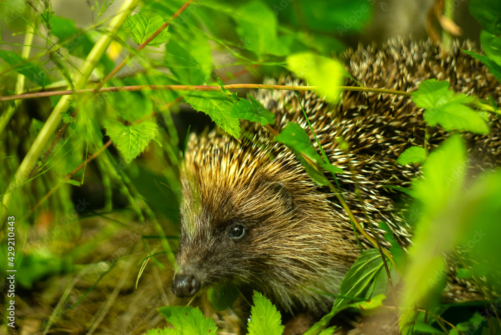 Fototapeta premium The brown hedgehog hid in the green grass