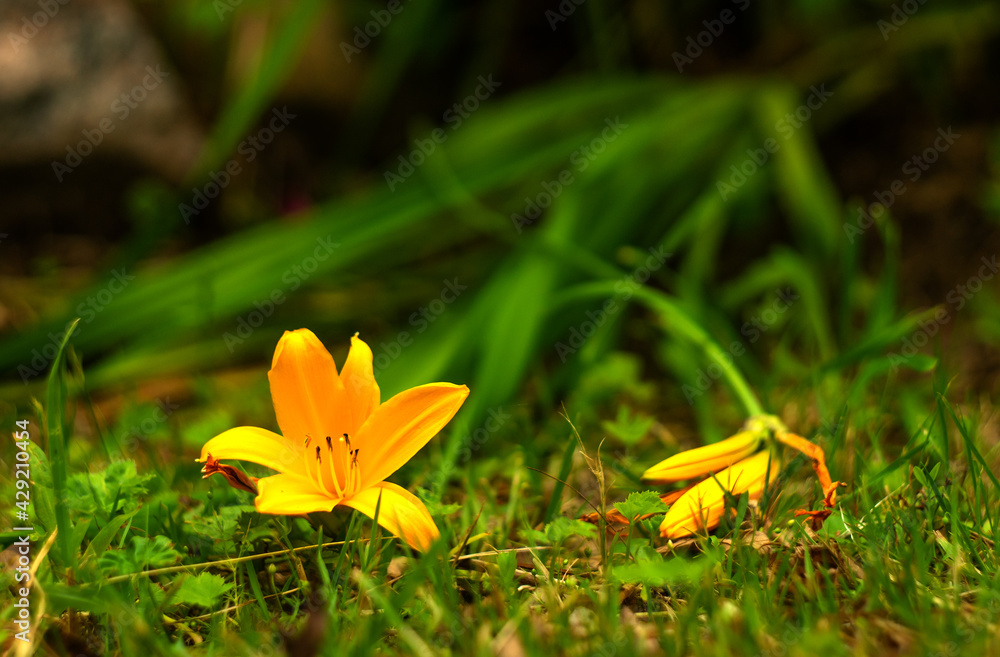 Obraz premium Yellow lily buds on the ground, ruined flower harvest