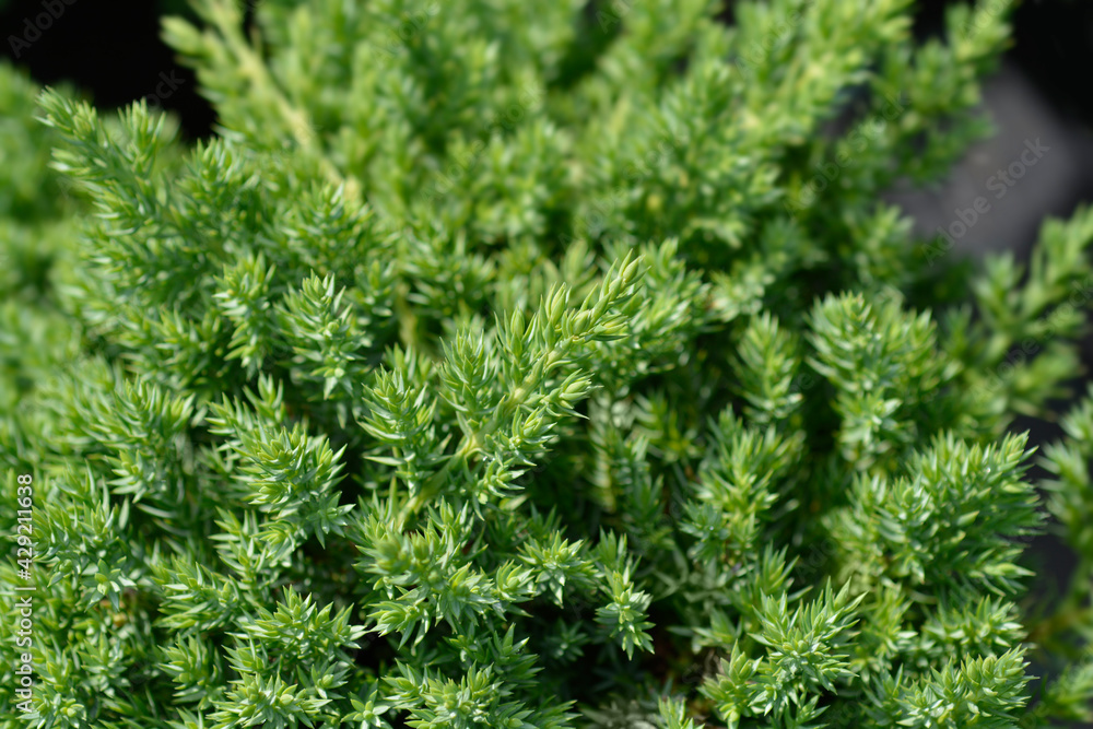 Dwarf Japanese garden juniper Dwarf Japanese garden juniper