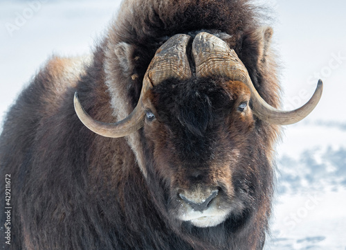 Portrait of a Musk Ox