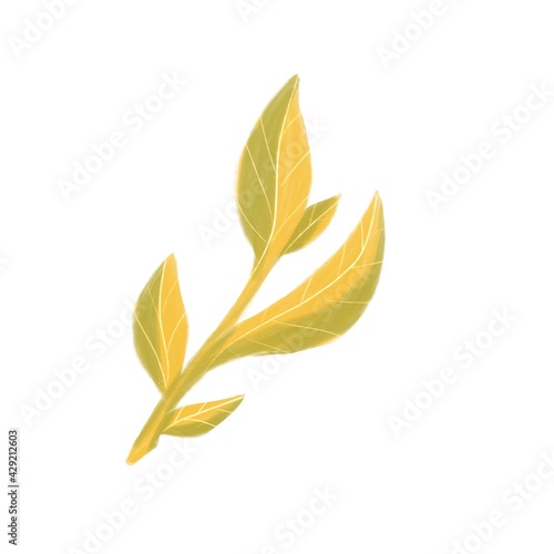 Gold plant graceful twig with cute leaves
