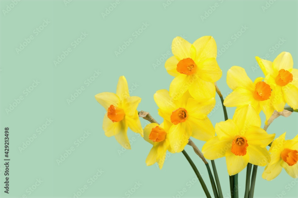 Daffodil. Daffodil.
