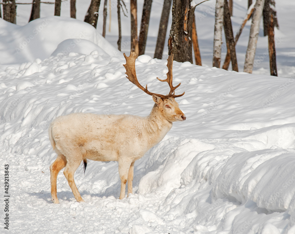 Obraz premium Albino deer