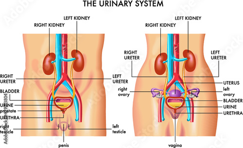 Medical illustration shows the major organs of the female and male urinary system, with annotations. photo