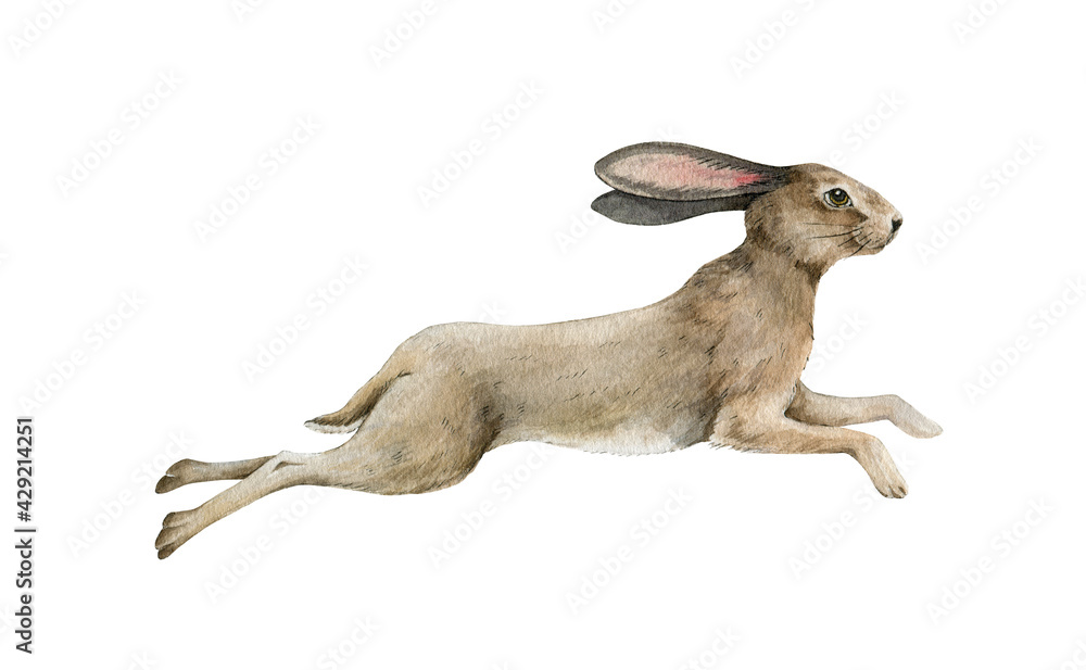 Cute running bunny. Small rabbit jump watercolor illustration. Wild