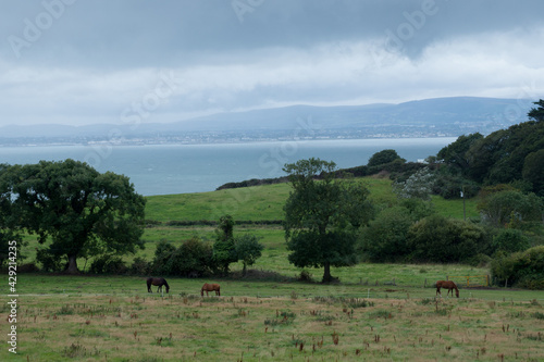 Paysage Irlandais avec chevaux