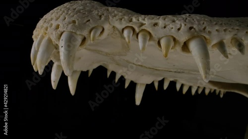 Alligator skeleton showing teeth and mouth - skeleton of specimen of crocodilian on black background