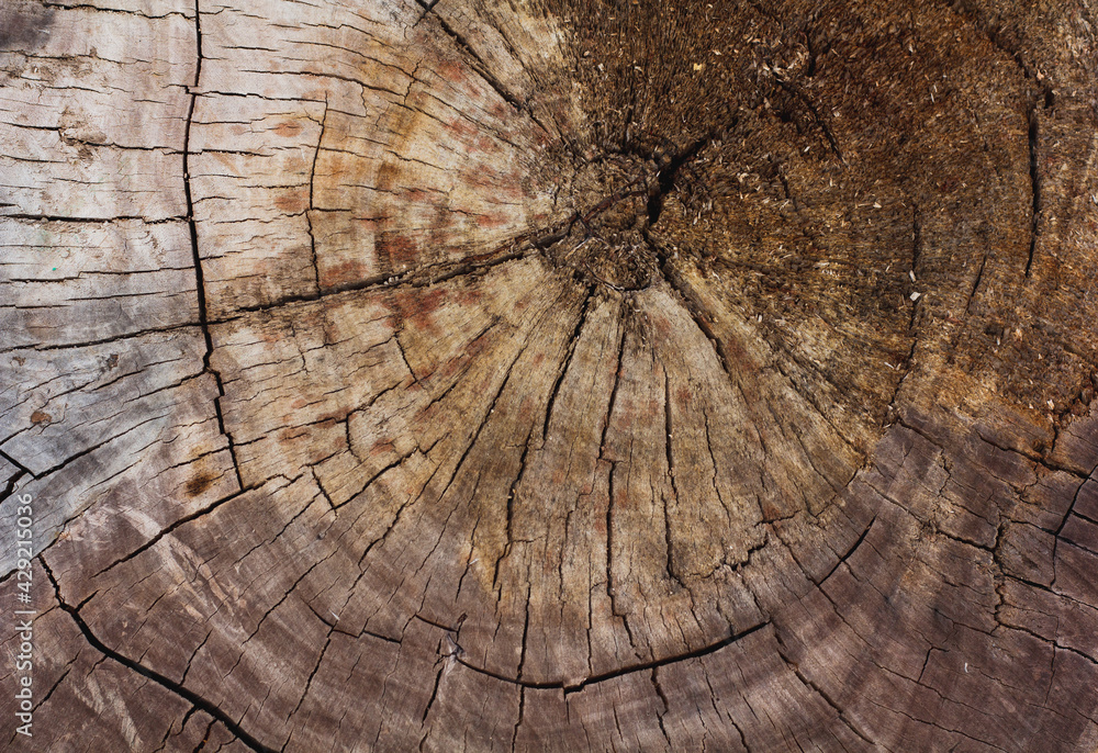 Fototapeta premium Black and white cracks on the cut wood surface.