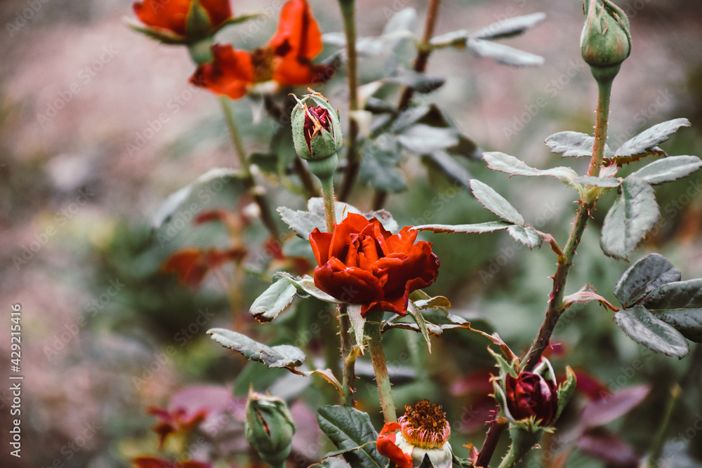 red and yellow flowers