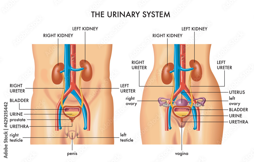 Medical illustration shows the major organs of the female and male