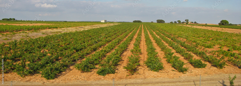 Fototapeta premium VIÑEDOS CASTILLA LA MANCHA