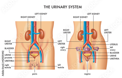 Medical illustration shows the major organs of the female and male urinary system, with annotations.