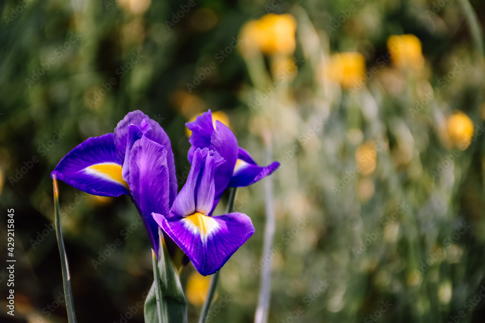 purple crocus flowers in spring