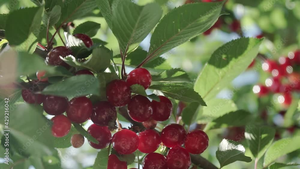 Red sour cherry tree branch with pair of tasty fruit on wind. Close-up cherry tree branches and fruit Red sour cherry tree branch with pair of tasty fruit on wind. Close-up cherry tree branches and fruit